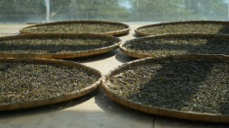 Чай шэн пуэр Саньдуошань Баньчжан 2019