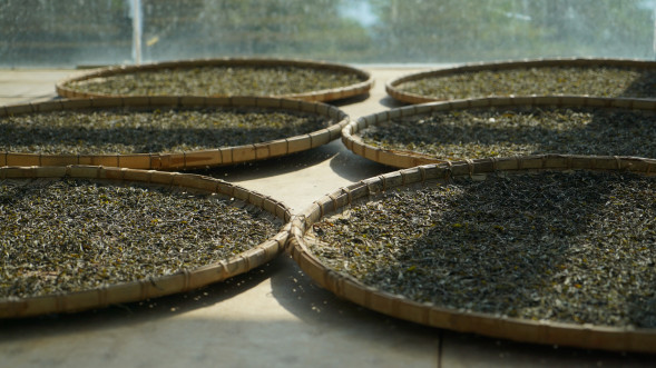 Чай шэн пуэр Саньдуошань Баньчжан 2019